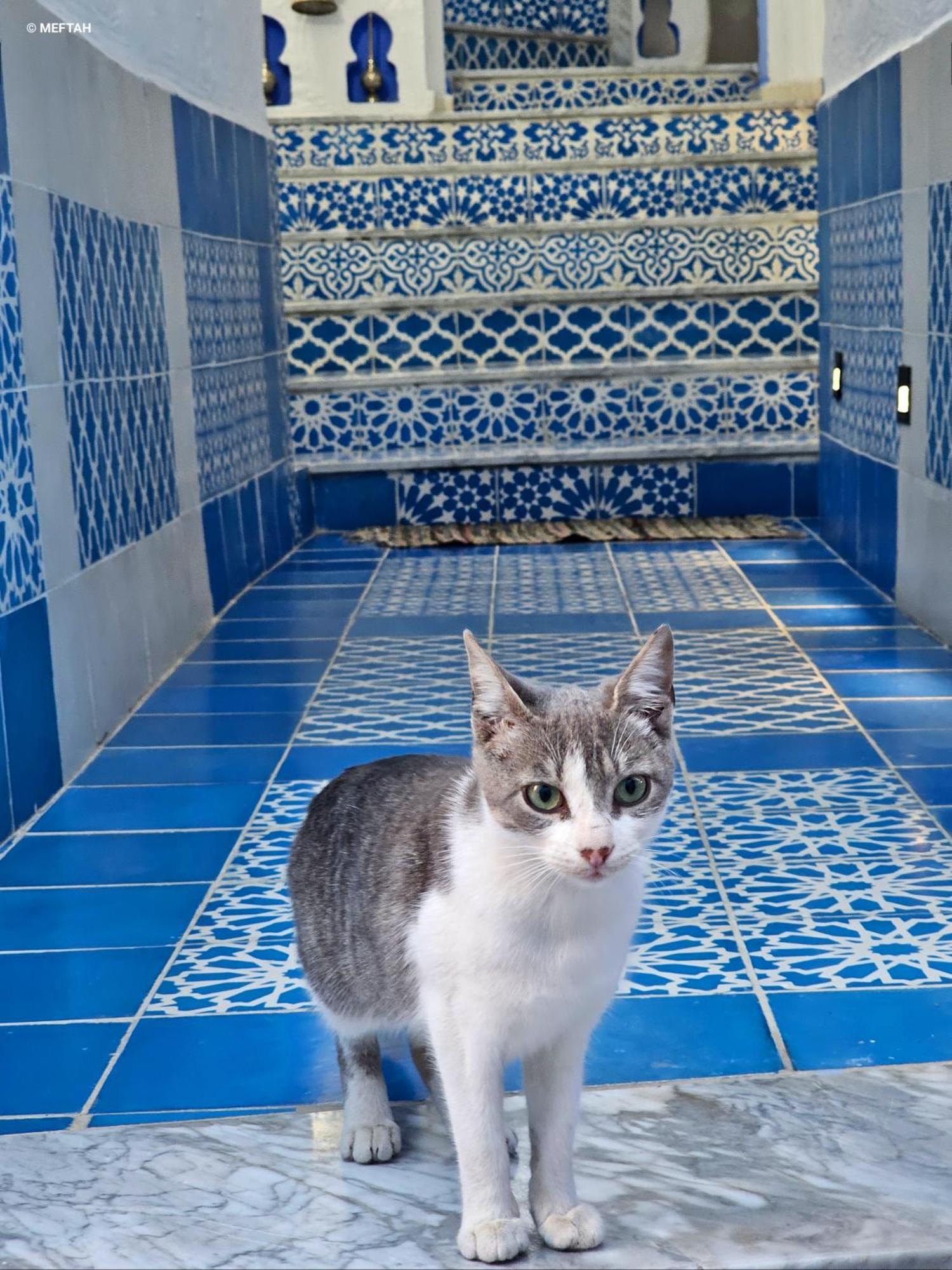 Casa Meftah Blue Lägenhet Chefchaouen Exteriör bild